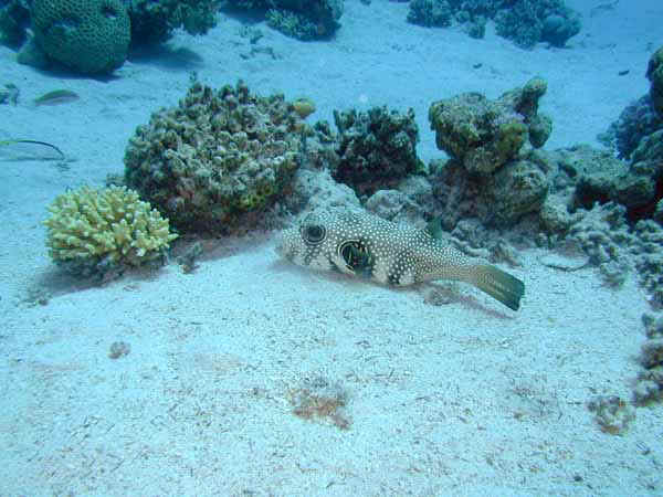 Dahab022.jpg