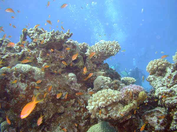 Dahab023.jpg
