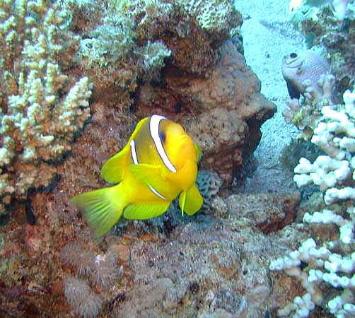 Dahab024.jpg