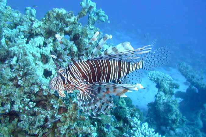 Dahab025.jpg