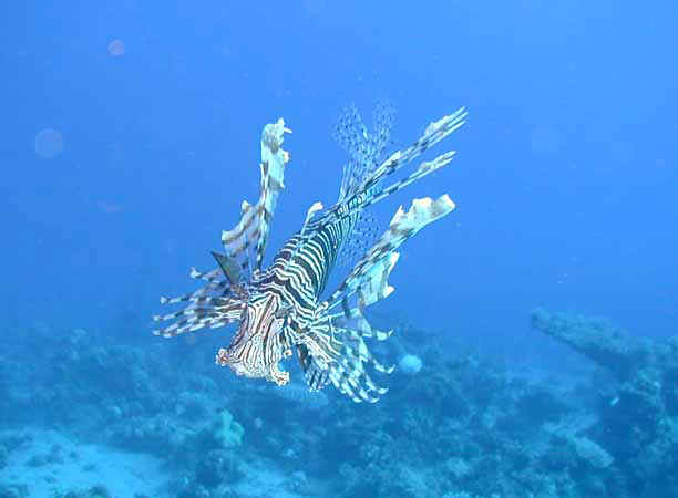 Dahab026.jpg