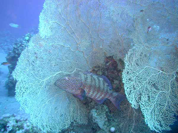 Dahab027.jpg