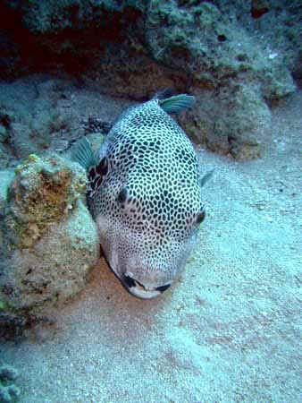 Dahab029.jpg