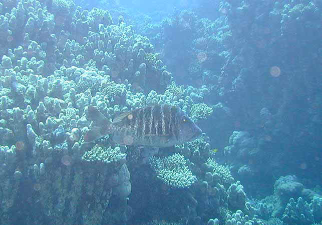 Dahab031.jpg