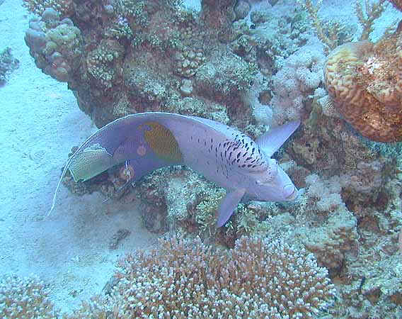 Dahab034.jpg
