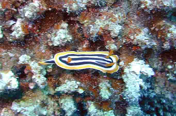 Dahab035.jpg