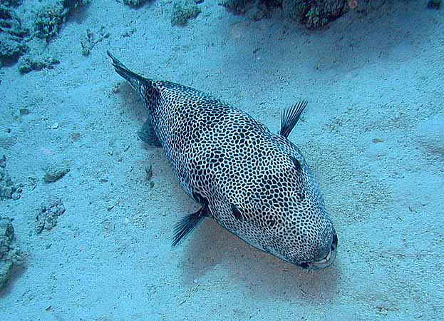 Dahab037.jpg