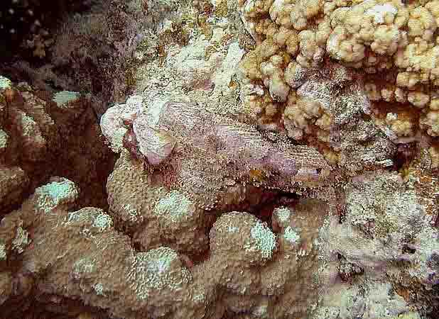 Dahab038.jpg