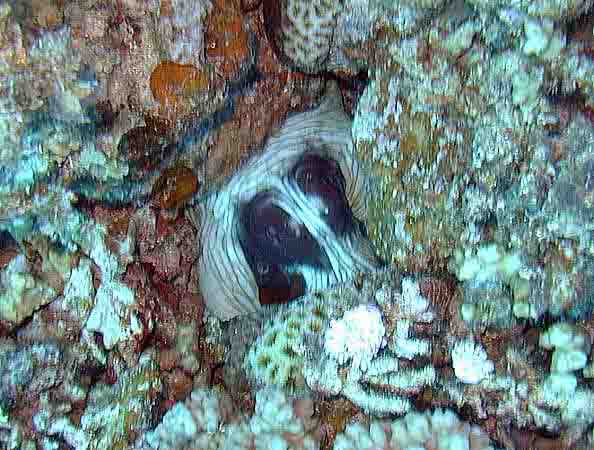 Dahab039.jpg