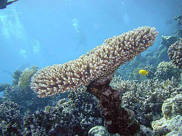 Dahab040.jpg