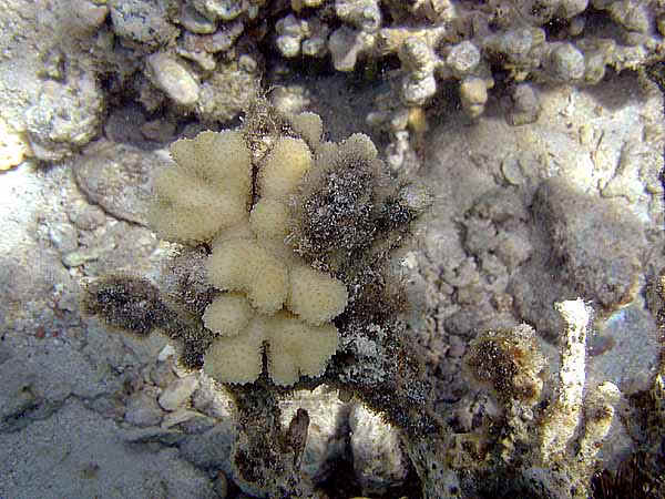 Dahab041.jpg