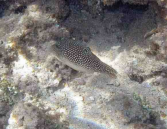 Dahab042.jpg