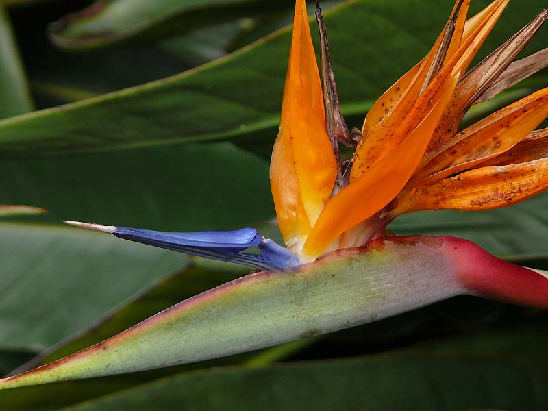 hawaii0055.JPG