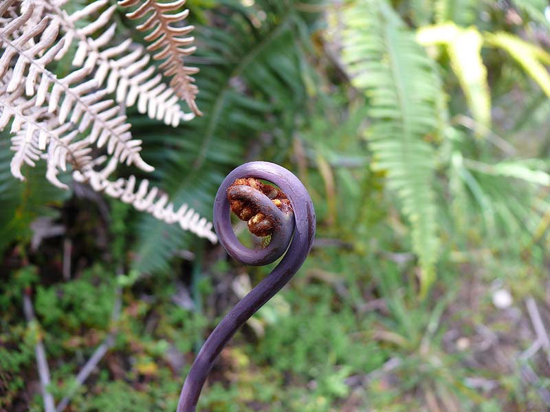 hawaii0073.JPG