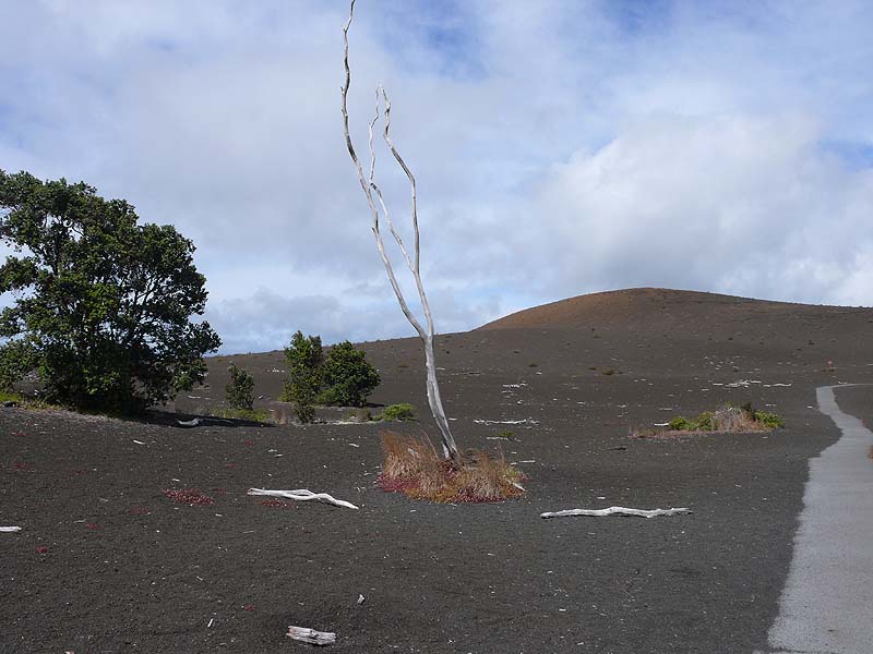 hawaii0076.JPG