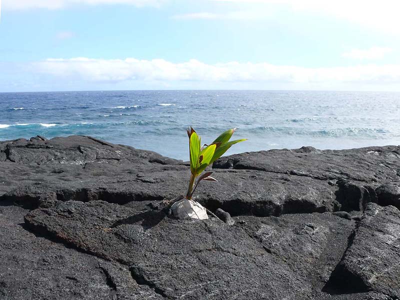 hawaii0093.JPG