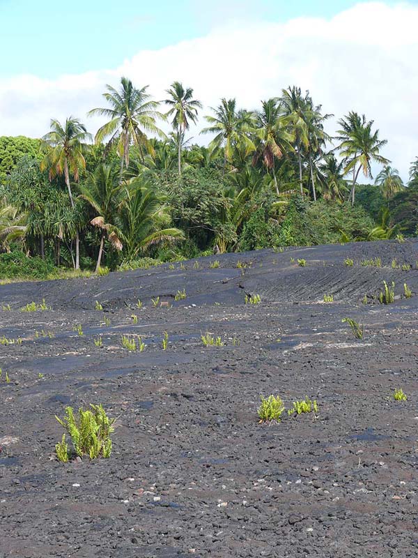 hawaii0094.JPG