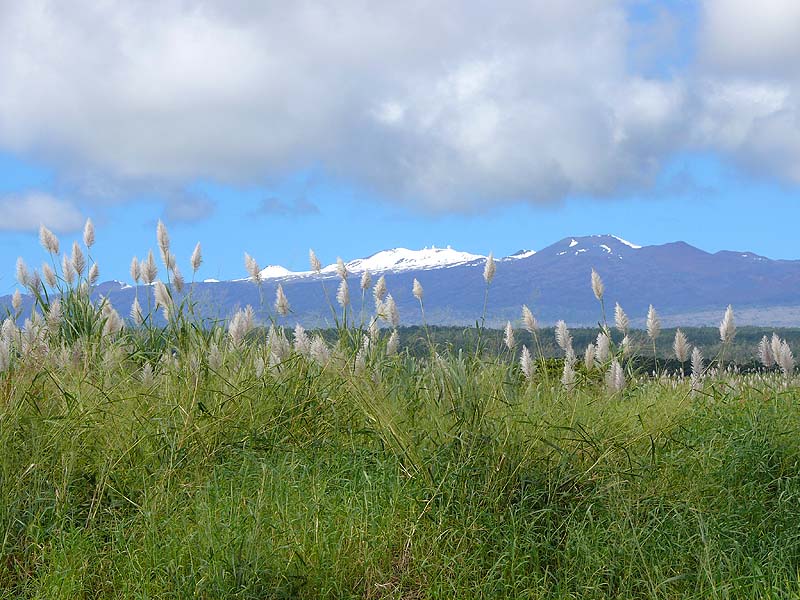 hawaii0103.JPG