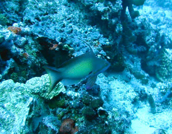 komando_fish_01.jpg