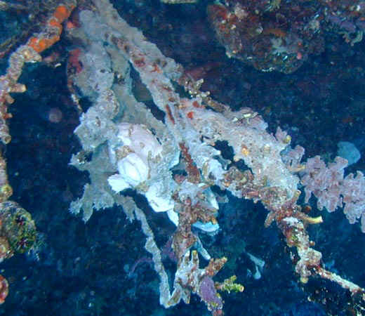 komando_fish_02.jpg