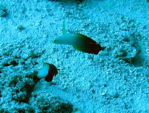 komando_fish_03.jpg