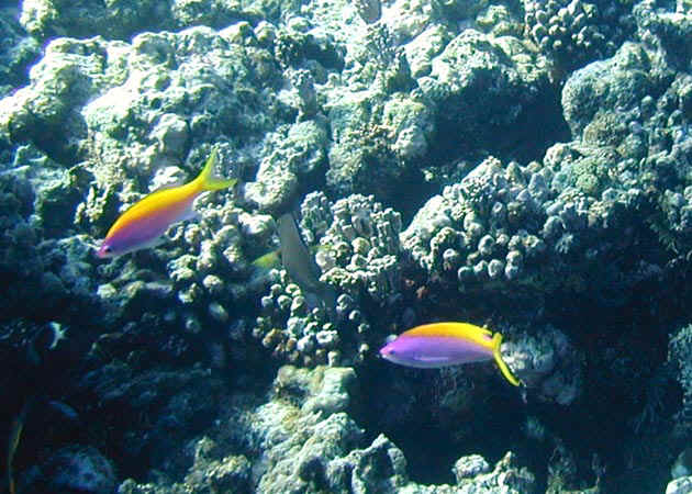 komando_fish_04.jpg