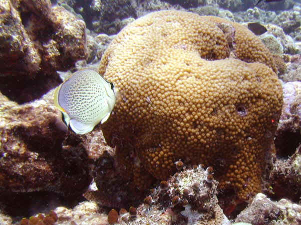 komando_fish_07.jpg