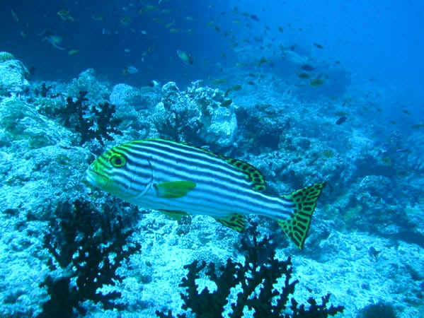 komando_fish_09.jpg
