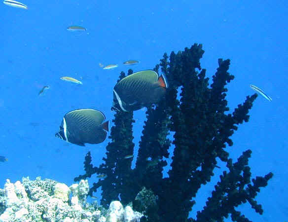 komando_fish_11.jpg