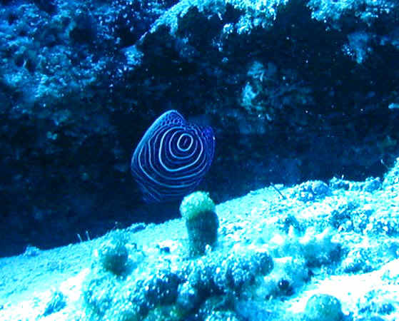 komando_fish_13.jpg