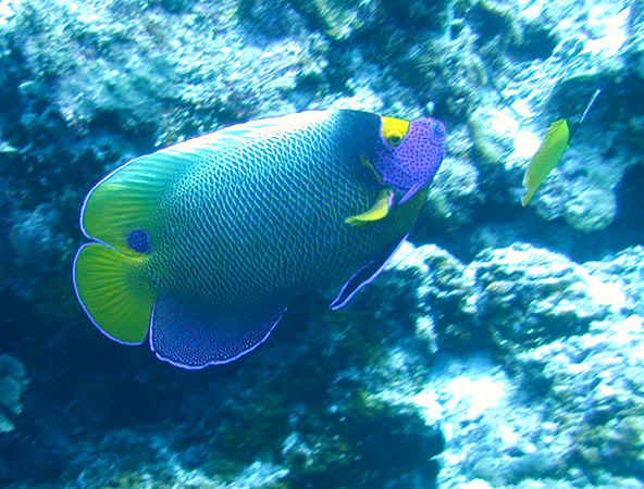 komando_fish_14.jpg