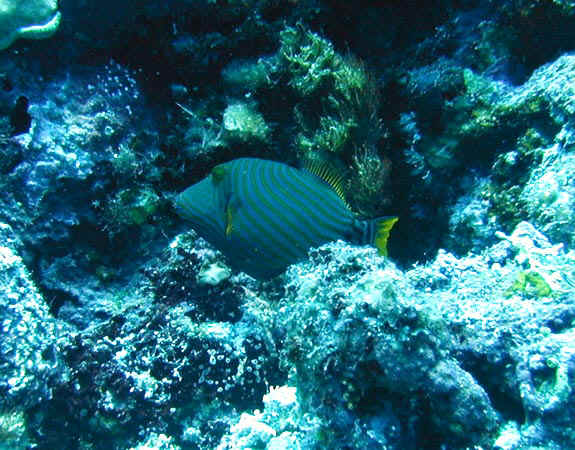komando_fish_15.jpg