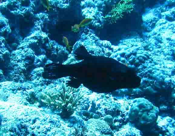 komando_fish_16.jpg