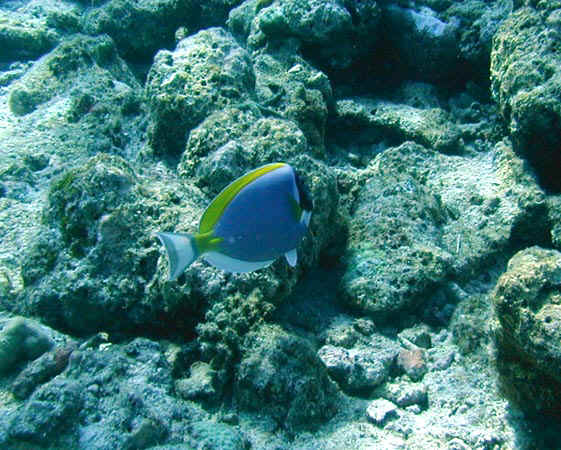 komando_fish_17.jpg,