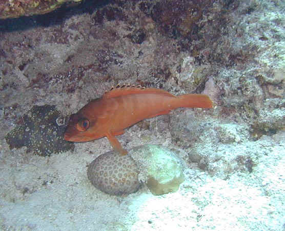 komando_fish_19.jpg