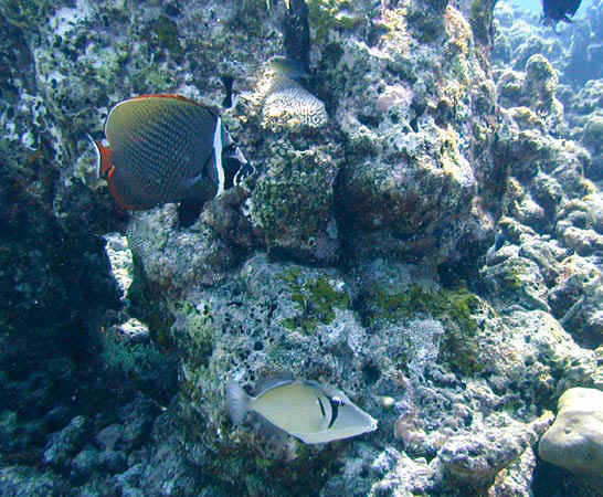 komando_fish_20.jpg