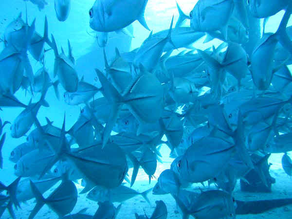 komando_fish_21.jpg