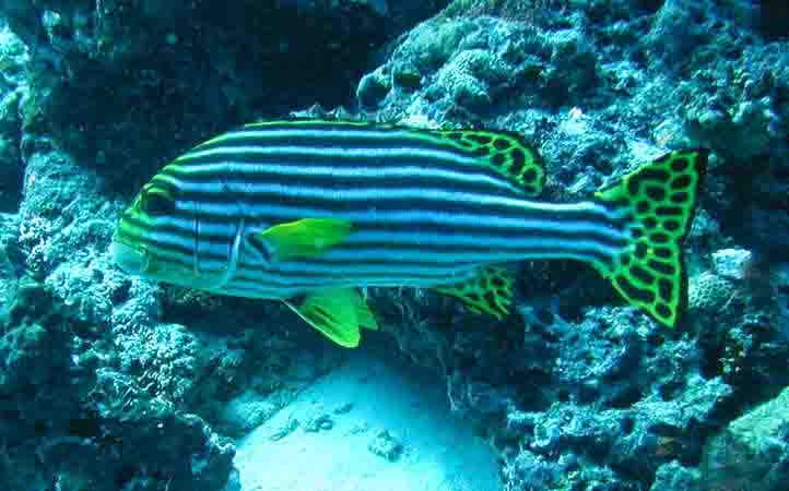 komando_fish_23.jpg
