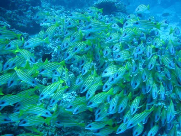 komando_fish_24.jpg