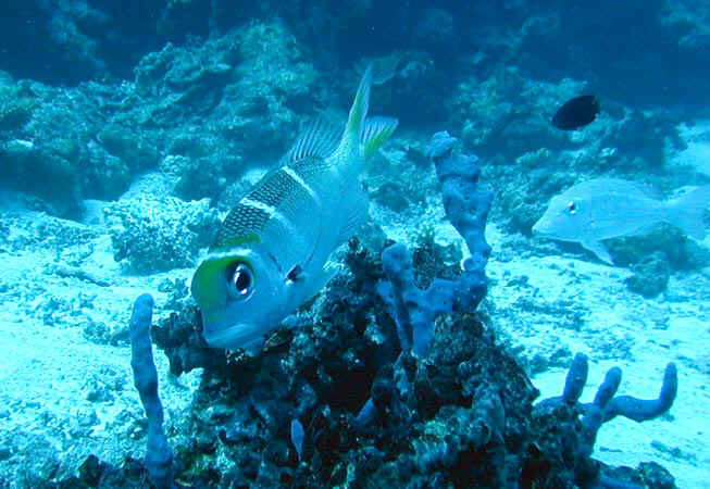 komando_fish_25.jpg