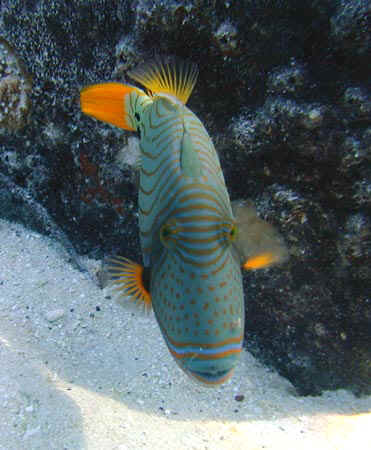 komando_fish_26.jpg