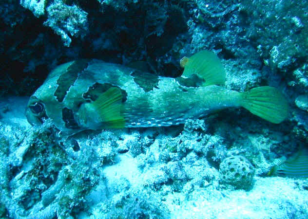 komando_fish_27.jpg