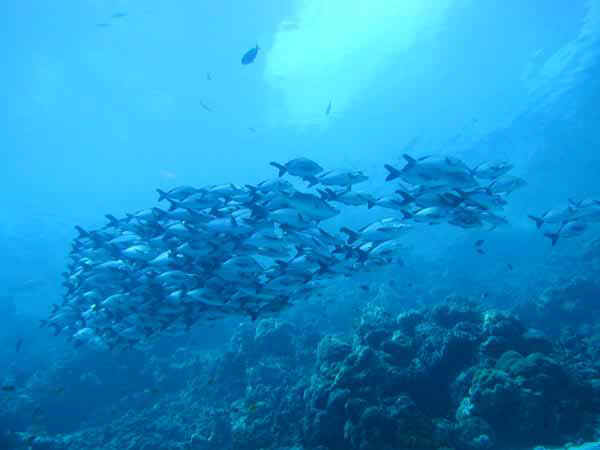 komando_fish_28.jpg