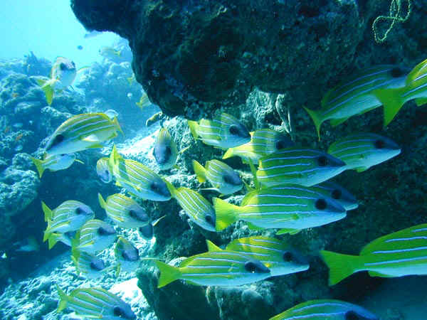 komando_fish_30.jpg