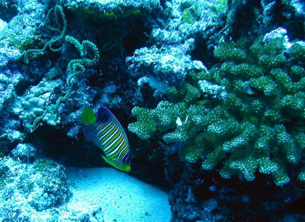 komando_fish_31.jpg