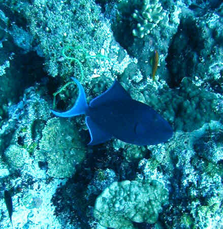 komando_fish_32.jpg