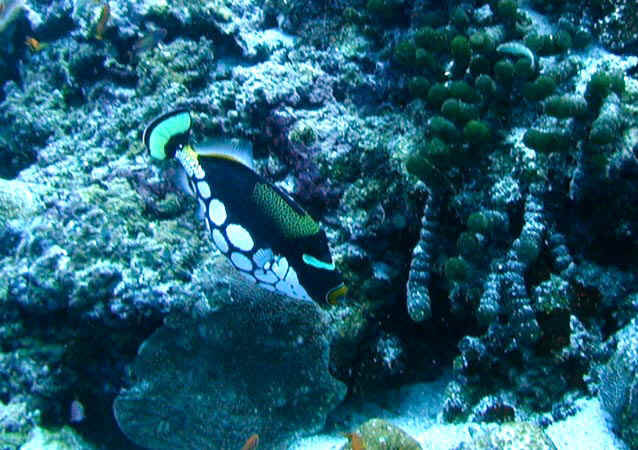 komando_fish_33.jpg