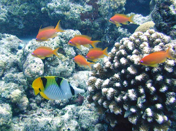 komando_fish_35.jpg