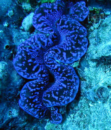 komando_mollusk_1.jpg