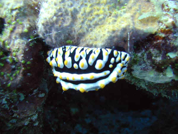komando_mollusk_2.jpg